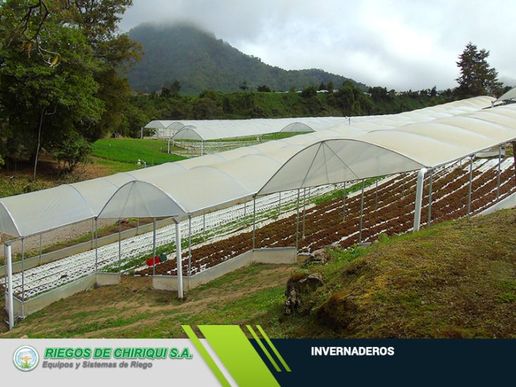 Invernaderos en Panamá por Riegos de Chiriquí S.A Líderes en el Mercado