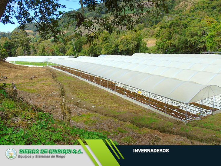 Invernaderos en Panamá por Riegos de Chiriquí S.A Líderes en el Mercado