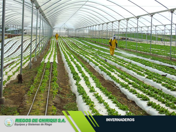 Invernaderos en Panamá por Riegos de Chiriquí S.A Líderes en el Mercado