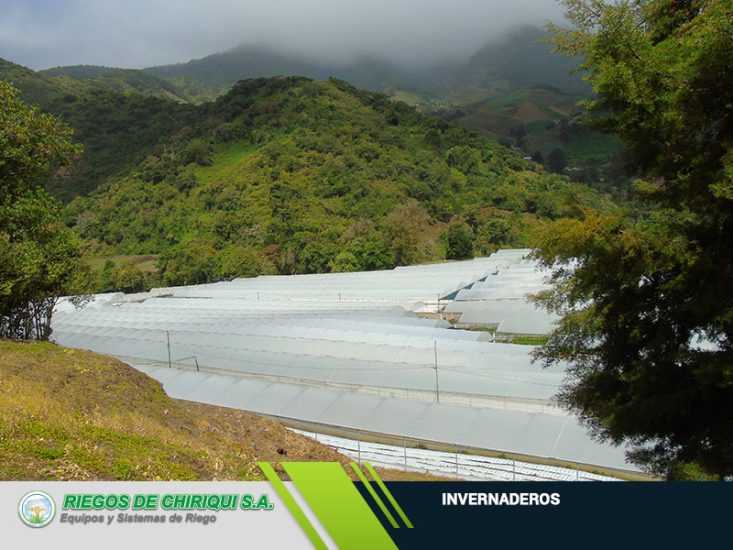 Invernaderos en Panamá por Riegos de Chiriquí S.A Líderes en el Mercado