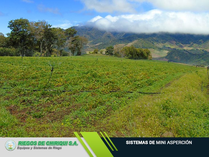 Riegos de Chiriquí S.A Ofrecemos Sistemas de Mini Asperción en Panamá